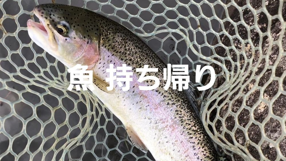 レインボートラウト